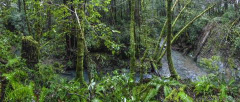 Van Auken Creek, Grant Johnson