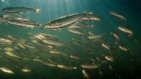 Juvenile Chinook Salmon