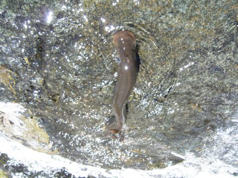 A single lamprey on a rock