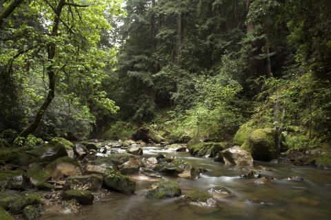 Pescadero Creek