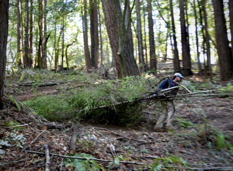 Person dragging a conifer trees through the forest. 