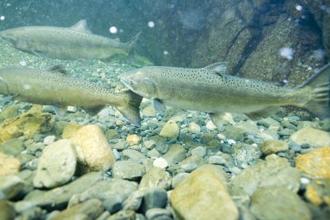 Underwater photo of Spring Chinook in the South Fork Gorge.