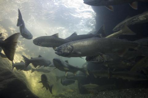 Spring Chinook South Fork Gorge on the Salmon River: photo credit Michael Bravo