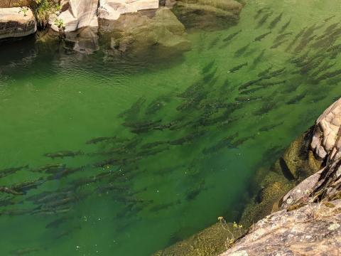 Spring run Chinook salmon holding in the Clear Creek canyon 2021