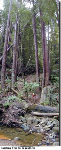 Mountain biker heading down a trail in a conifer forest towards a creek. 