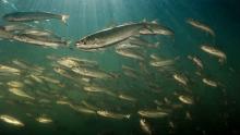 Juvenile Chinook Salmon (photo credit Mark Colin, Getty Images) Juvenile Chinook Salmon