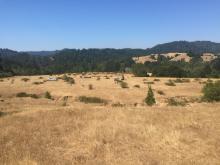 A photo of a large open grassland area (the Marshall Ranch storage pond location)