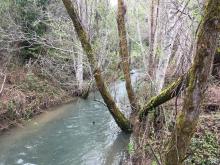 Blue water in stream flowing through winter riparian vegetation. 