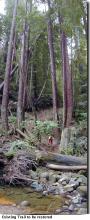 Existing Trail to be restored. Mountain biker heading down a trail in a conifer forest towards a creek.