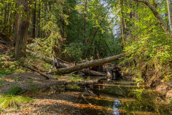 TU LWD Project in Mill Creek, Christie Hemm Klok for Trout Unlimited