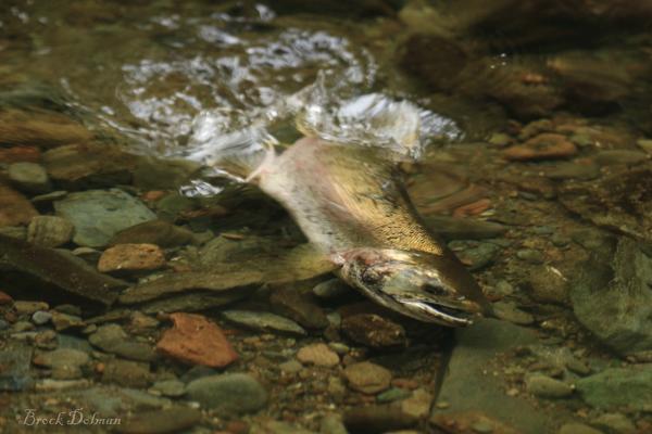 Coho Spawners by Brock Dolman, Occidental Arts and Ecology Center, January 2018