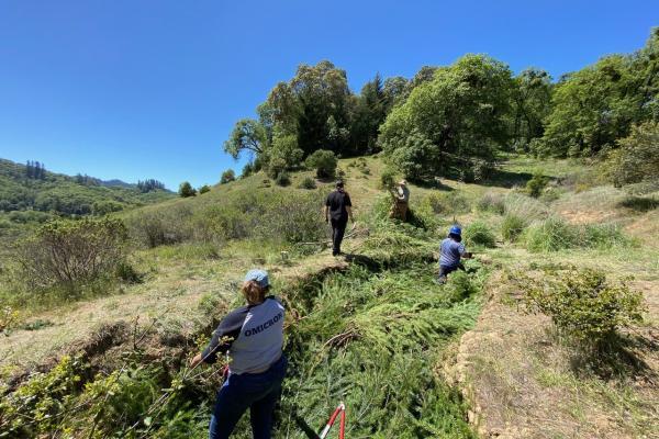 Many people move tree branches into a gully.