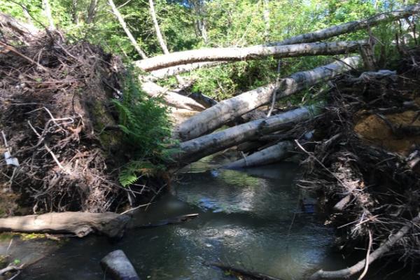 Hardwood LWD installed for the Butano Floodplain