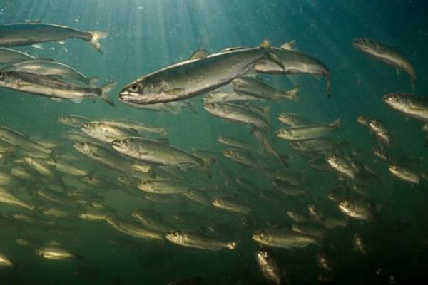 Juvenile Chinook Salmon