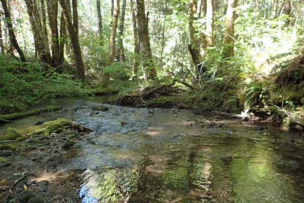 Upper Redwood Creek May 2020