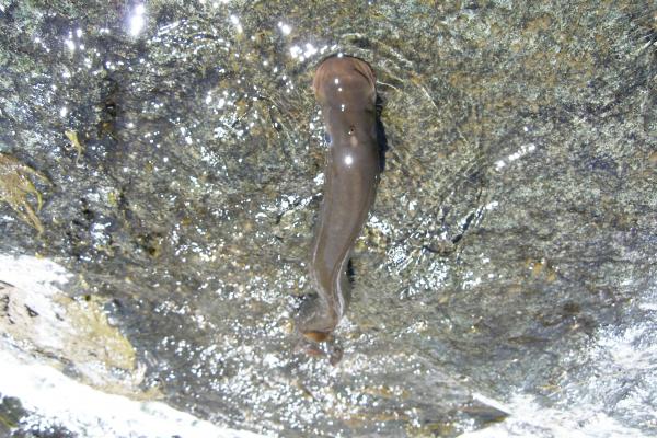 A single lamprey on a rock