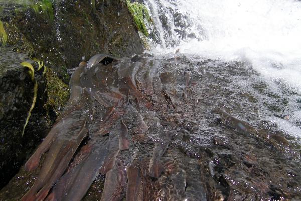 White water over rocks with over ten lamprey tails and moss. 