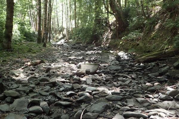 dry cobble streambed surrounded by riparian forest. 