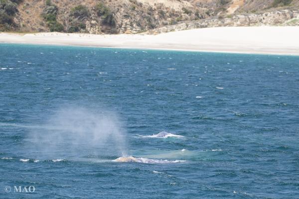 Santa Cruz Island Tour Gray Whales, credit: Friends of the Carpinteria Salt Marsh Santa Cruz Island Tour Gray Whales, credit: Friends of the Carpinteria Salt Marsh