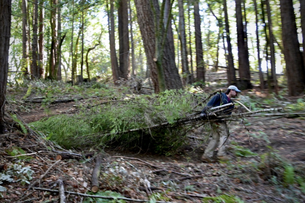 Person dragging a conifer trees through the forest. 