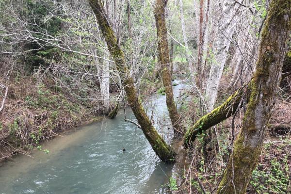 Blue stream flowing through winter riparian vegetation. 