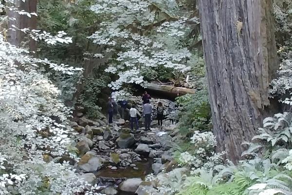 Field Tour - Mill Creek Fish Passage Project in Jedediah Smith Redwoods State Park