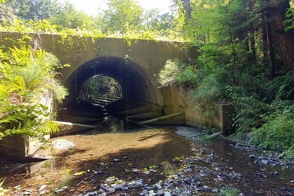 Field Tour - Peacock Creek Fish Passage Project