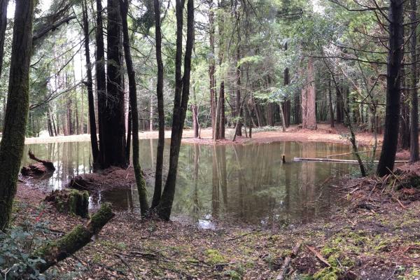 Sanctuary Forest Baker Creek project