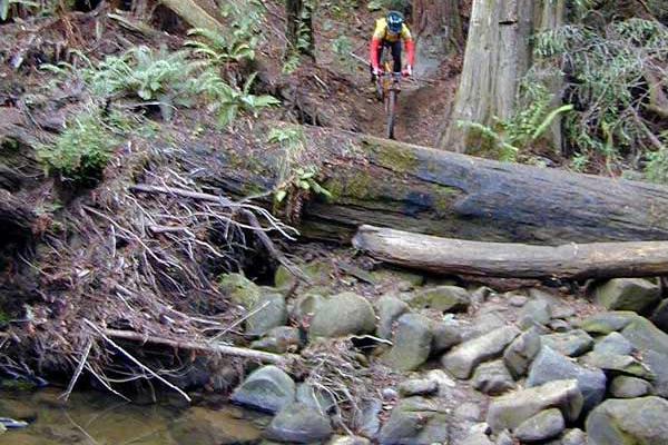 Mountain biker heading down a trail in a conifer forest towards a creek. 