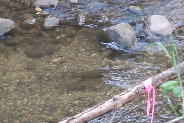 Spawning Oncorhynchus mykiss pair on a redd in Hilton Creek within the Santa Ynez River basin