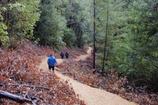 Three people walking on trail through dense forest