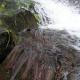 White water over rocks with over ten lamprey tails and moss. 