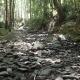 dry cobble streambed surrounded by riparian forest. 