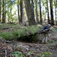 Person dragging a conifer trees through the forest. 