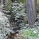 Field Tour - Mill Creek Fish Passage Project in Jedediah Smith Redwoods State Park