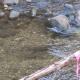 Spawning Oncorhynchus mykiss pair on a redd in Hilton Creek within the Santa Ynez River basin