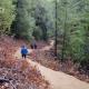 Three people walking on trail through dense forest